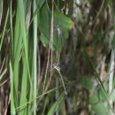 Lestes viridis (Vander Linden, 1825)Lestes viridis (Vander Linden, 1825)