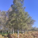 Betula celtiberica Rothm. & Vasc.Betula celtiberica Rothm. & Vasc.
