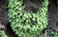 Fissidens sp .Fissidens sp .