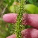 Setaria viridis (L.) Beauv.Setaria viridis (L.) Beauv.