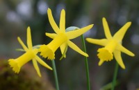 Narcissus x dezanus Garcia Mart. & Silva PandoNarcissus x dezanus Garcia Mart. & Silva Pando