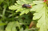 Cantharis rustica Fallen, 1807Cantharis rustica Fallen, 1807