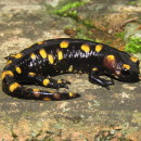 Salamandra salamandra (Linnaeus, 1758) subsp. morenica Joger and Steinfartz, 1994Salamandra salamandra (Linnaeus, 1758) subsp. morenica Joger and Steinfartz, 1994