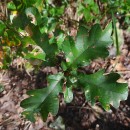 Quercus robur L.Quercus robur L.