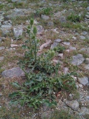 Eryngium Duriaei J Gay Ex Boiss Subsp Duriaei J Gay Ex Boiss