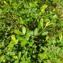 Salix atrocinerea Brot.Salix atrocinerea Brot.