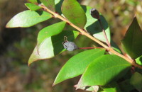 Myrtus communis L.Myrtus communis L.