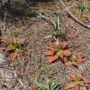Aloe vera (L.) Burm.f.Aloe vera (L.) Burm.f.