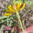 Hypochaeris radicata L.Hypochaeris radicata L.