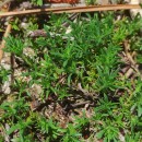 Thymus caespititius Brot.Thymus caespititius Brot.