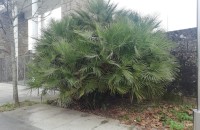 Chamaerops humilis L.Chamaerops humilis L.