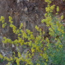 Galium belizianum A.O. Olivencia, Devesa & Rodr. RiañoGalium belizianum A.O. Olivencia, Devesa & Rodr. Riaño