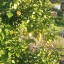 Citrus x limon (L.) Burm.f.Citrus x limon (L.) Burm.f.