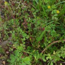 Trifolium dubium Sibth.Trifolium dubium Sibth.