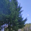 Picea abies (L.) H. Karst.Picea abies (L.) H. Karst.