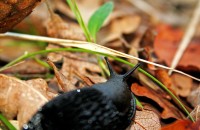 Arion ater (Linnaeus, 1758)Arion ater (Linnaeus, 1758)