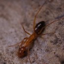 Camponotus pilicornis (Roger, 1859)Camponotus pilicornis (Roger, 1859)