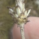 Centaurea limbata Hoffmanns. & LinkCentaurea limbata Hoffmanns. & Link