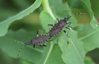 Dicranocephalus albipes (Fabricius, 1781)Dicranocephalus albipes (Fabricius, 1781)