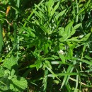 Artemisia verlotiorum Lam.Artemisia verlotiorum Lam.