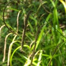 Carex pendula Huds.Carex pendula Huds.