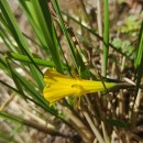 Narcissus bulbocodium L.Narcissus bulbocodium L.