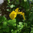 Iris pseudacorus L.Iris pseudacorus L.