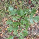 Crataegus monogyna Jacq.Crataegus monogyna Jacq.