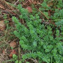 Galium mollugo L.Galium mollugo L.