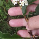 Photinia serratifolia (Desf.) KalkmanPhotinia serratifolia (Desf.) Kalkman