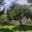 Pinus pinea L.Pinus pinea L.
