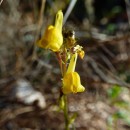 Linaria sp. Mill.Linaria sp. (Mill, 1754)