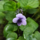 Viola palustris L.Viola palustris L.