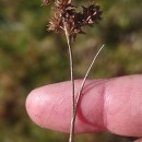 Juncus acutiflorus Ehrh. ex Hoffm.Juncus acutiflorus Ehrh. ex Hoffm.