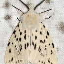 Spilosoma lubricipeda (Linnaeus, 1758)Spilosoma lubricipeda (Linnaeus, 1758)