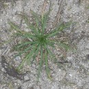 Plantago coronopus L.Plantago coronopus L.