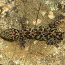 Hemidactylus turcicus (Linnaeus, 1758)Hemidactylus turcicus (Linnaeus, 1758)