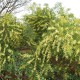 Acacia longifolia, especie com potencial invasor no sistema dunar da Lançada (Ogrove - Ponte Vedra)
