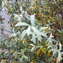 Salix salviifolia Brot.Salix salviifolia Brot.