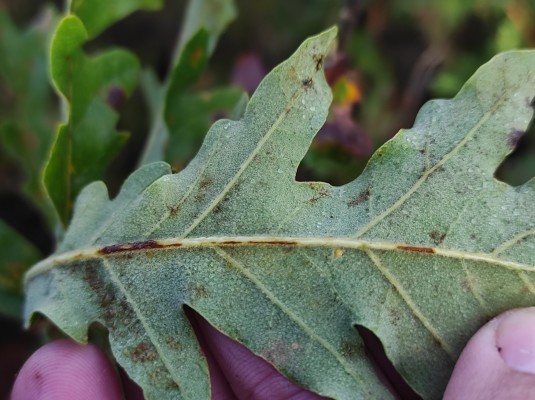 Quercus X Andegavensis Hy Biodiversidade