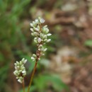 Persicaria maculosa GrayPersicaria maculosa Gray