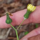 Sonchus oleraceus L.Sonchus oleraceus L.