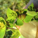 Euphorbia terracina L.Euphorbia terracina L.