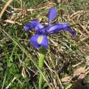 Iris latifolia  (Mill.) Voss.Iris latifolia  (Mill.) Voss.