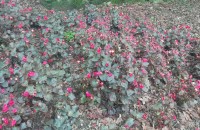 Begonia cucullata Willd.Begonia cucullata Willd.