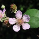 Rubus sp. L.Rubus sp. L.