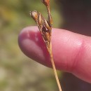 Juncus squarrosus L.Juncus squarrosus L.