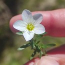 Arenaria montana L.Arenaria montana L.