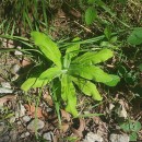 Helichrysum foetidum (L.) Cass.Helichrysum foetidum (L.) Cass.