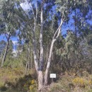 Eucalyptus viminalis Labill.Eucalyptus viminalis Labill.
